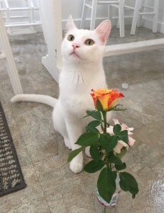 Otto the cat with a rose